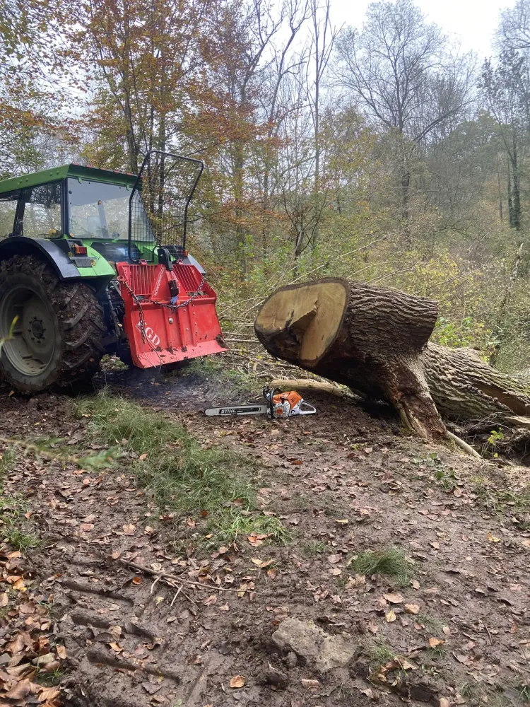 souche d'arbre