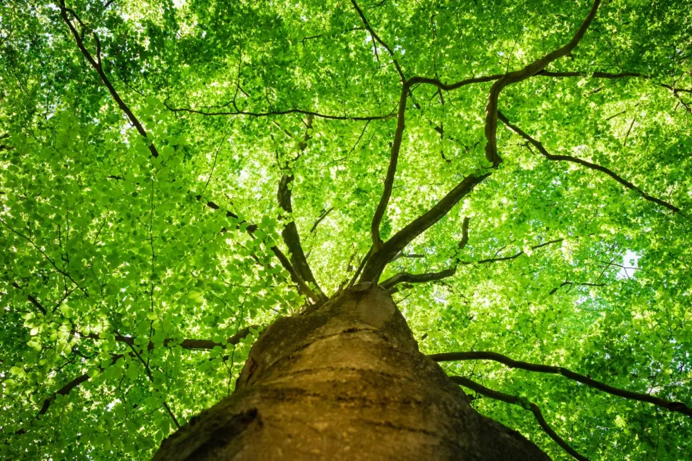 arbre