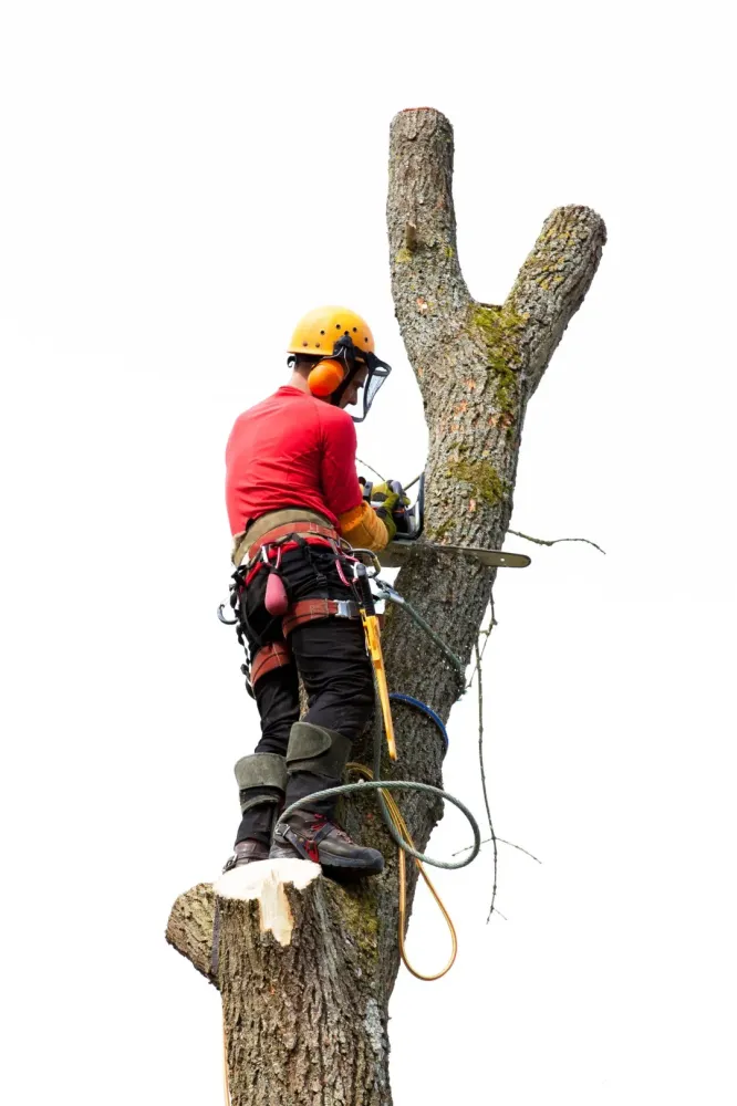 démontage d'arbre